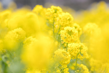 鴨川市の菜の花畑　千葉県鴨川市　日本