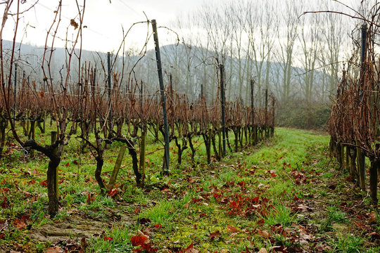 Vignobles de la ville de Condrieu