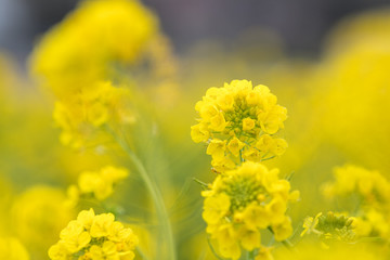 鴨川市の菜の花畑　千葉県鴨川市　日本