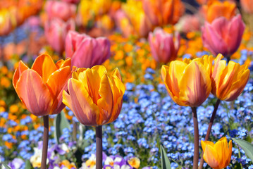 Fototapeta premium Orange, pink and yellow colored tulip in middle of field with small blue spring flowers on blurry background