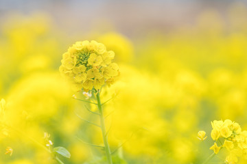 Obraz premium 鴨川市の菜の花畑 千葉県鴨川市 日本