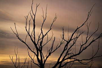 Silhouette of a tree at sunset. Travel destination Moscow Region, Russia