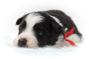 small dog on a white background