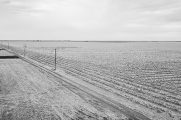 Cotton Fields West Texas