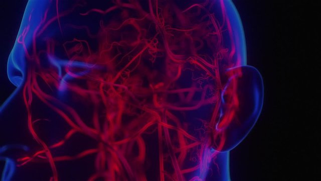 Blood circulation in the brain. Hemodynamics.