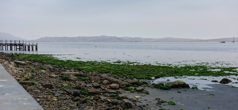 beach with seaweed at Paracas village. Ica/Peru.