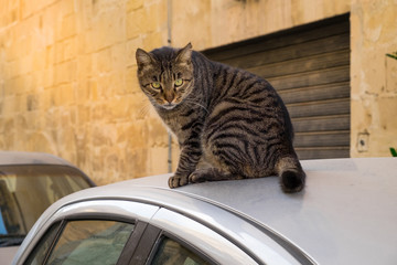 Beautiful view on the sitting cat on a car roof in Italy
