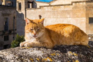 Beautiful view on the sitting cat on stone roof in Italy