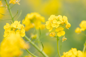 Fototapeta premium 鴨川市の菜の花畑 千葉県鴨川市 日本