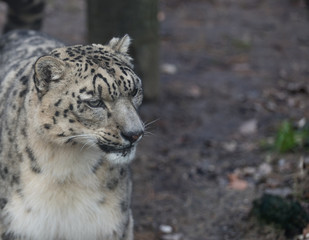 Fototapeta premium Snow leopard looking for food in a forest environment