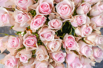 Close up view of various color of white and pink blooming roses backdrop at florist. Vivid pastel flower in bloom. Blossom roses for Valentine day.