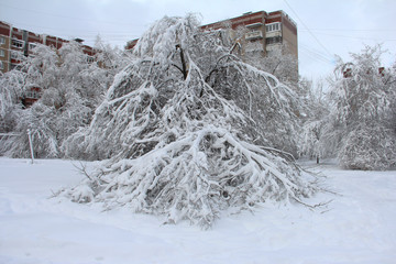 Snow-covered trees. Broken tree from the snow.