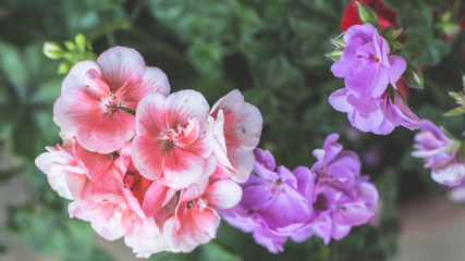 Detail photograph of Hydrangea flower