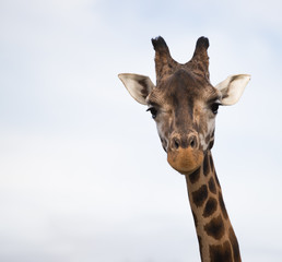 The head of a giraffe on a light background, the big African animal