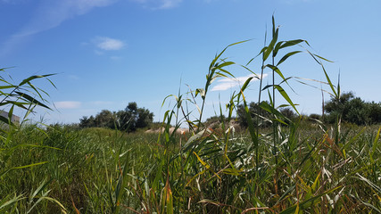 Landscape with luxuriant green reeds and grass on foreground and blue sky on background. Summer view of reed plant leaves. Tranquil scene with nobody. Green hills in sunny day.