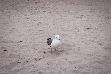 Wild birds on the sandy beach