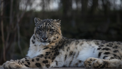 Snow leopard resting in a forest environment a white beautiful big cat
