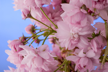 Różowe kwiaty wiśni japońskiej
