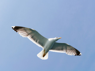 Seagull flying in the sky