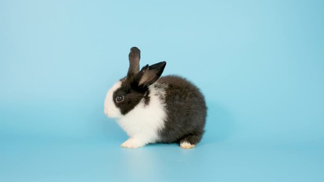 Cute little adorable black and white bunny rabbit finish to eat celery then clean foot on blue screen background.