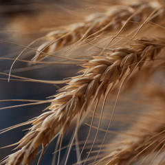Wheat rye spike dry macro close-up. Grain seeds agriculture. Flour bread raw material grind. Farmer...