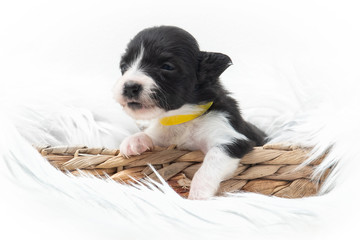 small dog with a white background