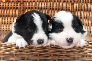 two puppies on a brown background