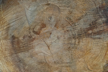 The texture of the cut tree logs. close up shoot. wood industry