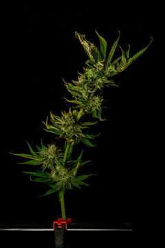 Making of pictures of marijuana with black background and red holder