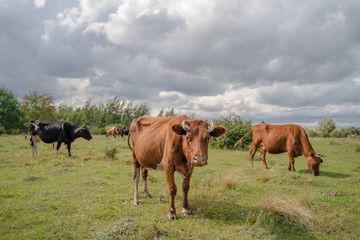 A herd of cows on a green field.
