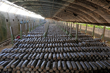 edible fungi mushroom-stick in greenhouse, China