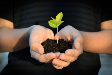 Young hands hold and nurture a brand new seedling in soil