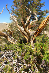 Great Basin bristlecone pine found in the higher mountains of California. 