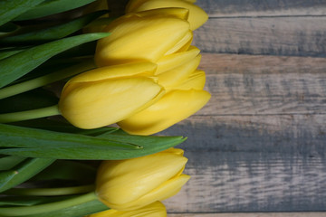fresh yellow tulips on wooden background