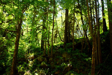 Forest Trees and Ferns