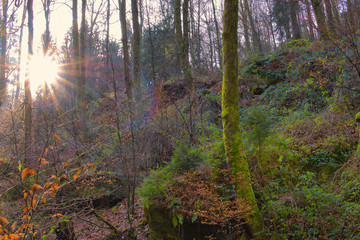Wald mit Sonnenschein