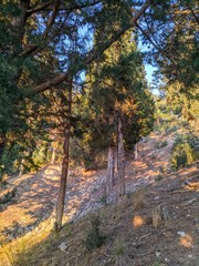 autumn in the forest,landscape,trees,sky