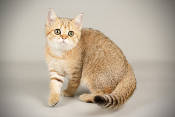 Scottish straight shorthair cat on colored backgrounds