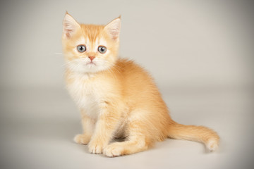 Scottish straight shorthair cat on colored backgrounds