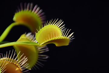 Close up of Venus Fly Trap leaf