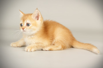 Scottish straight shorthair cat on colored backgrounds