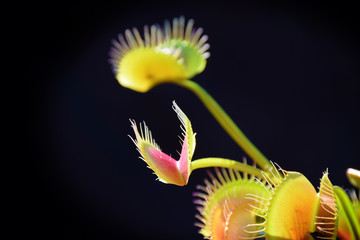 Close up of Venus Fly Trap leaf