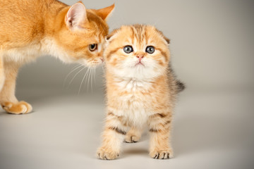 Scottish fold shorthair cat on colored backgrounds