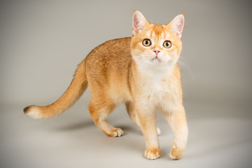 Scottish straight shorthair cat on colored backgrounds