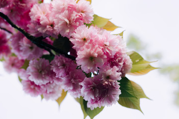 beautiful pink cherry blossoms on tree branches during flowering in the Botanical garden