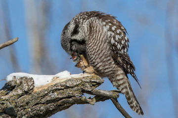 owl eating a mouse for dinner