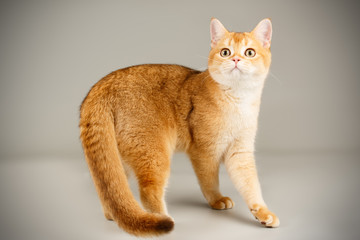 Scottish straight shorthair cat on colored backgrounds