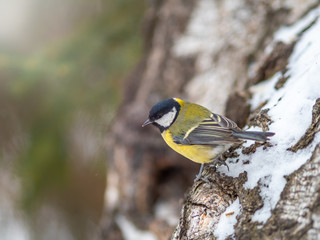 Obraz na płótnie Canvas Cute bird Great tit, songbird sitting on the branch with blurred autumn or winter background