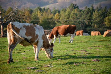 Fototapeta na wymiar A group of grazing cows on a farmland. Cows on green field eating fresh grass. Agriculture concept. Global warming caused by greenhouse gases produced by cows.