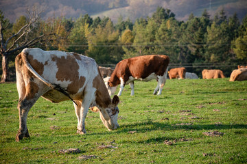 A group of grazing cows on a farmland. Cows on green field eating fresh grass. Agriculture concept. Global warming caused by greenhouse gases produced by cows.